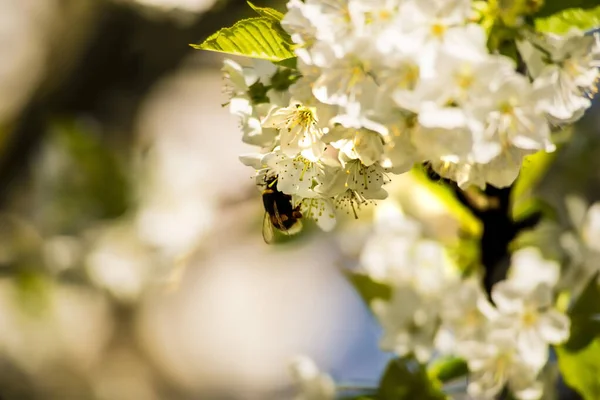 Fleur Cerisier Avec Bourdon — Photo