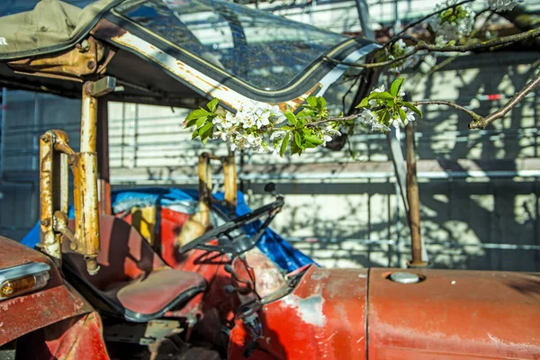 Kirschblüte Ast Über Altem Traktor — Stockfoto