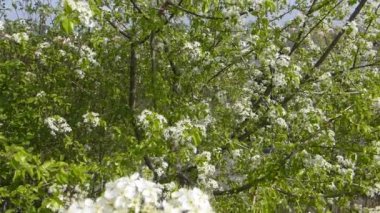 İlkbaharda Almanya 'da kiraz çiçeği