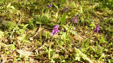 Almanya 'da vahşi orkideler İlkbaharda bir ormanda