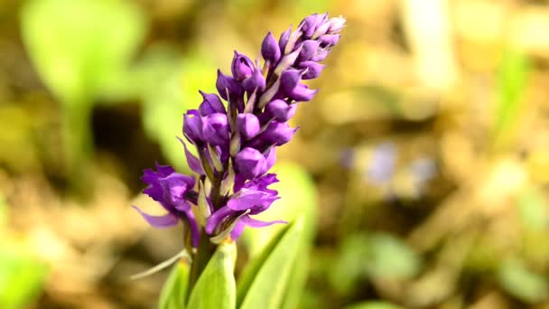 Orquídeas Selvagens Alemanha Primavera Uma Floresta — Vídeo de Stock