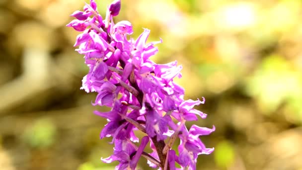 Orchidées Sauvages Allemagne Printemps Dans Une Forêt — Video