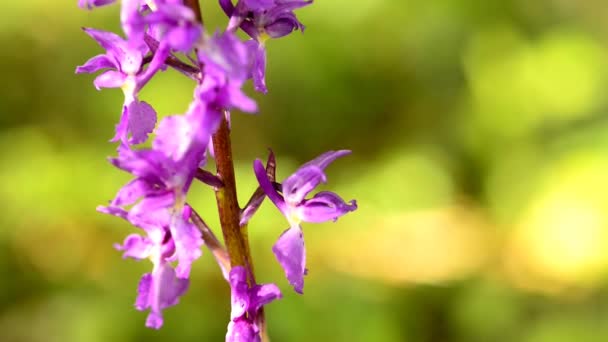 Orquídeas Selvagens Alemanha Primavera Uma Floresta — Vídeo de Stock