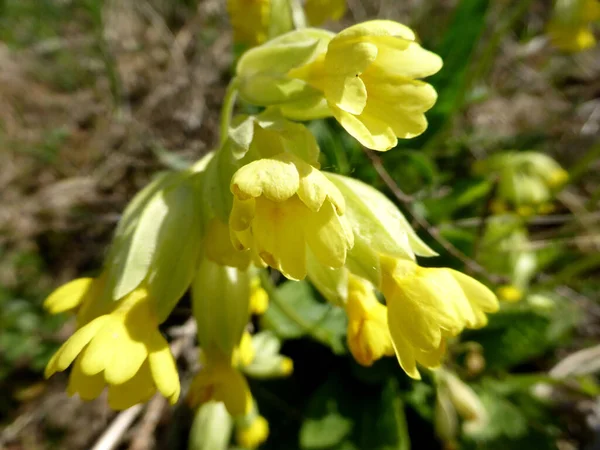 Cowslip Flower Spring Germany — Stock Photo, Image