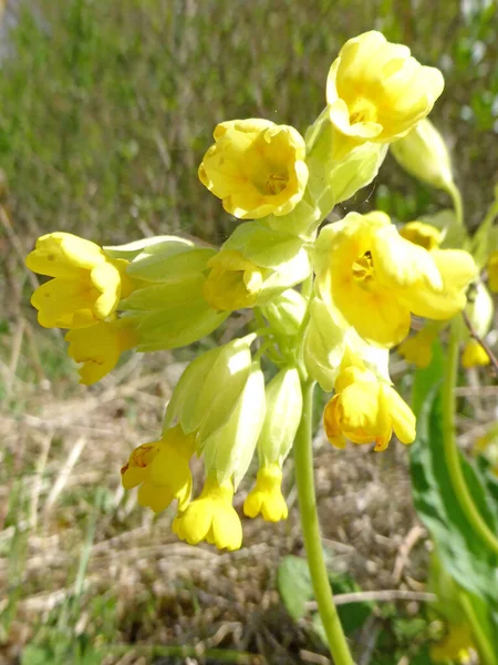 Cowslip Flower Spring Germany — Stock Photo, Image