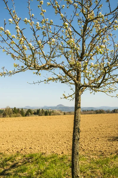 Blossom Pear Tree Hill — Stock Photo, Image