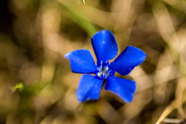 Printemps Gentiane Sur Une Prairie Allemagne — Photo