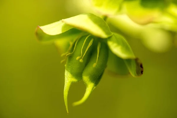 Blooming Hellebore Medicinal Herb Flower — Stock Photo, Image