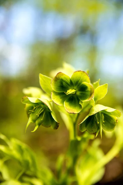 Цветущая Зелень Лекарственная Трава Цветами — стоковое фото