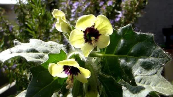 黄色のHenbane 花のある薬の植物 — ストック動画