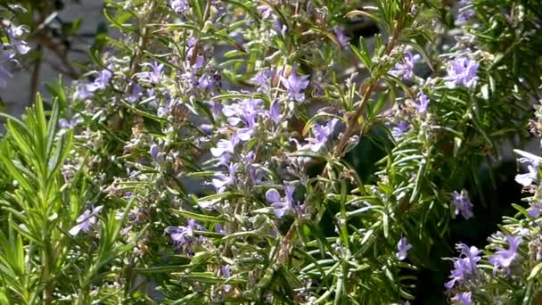 Rosmarin Heilpflanze Und Gewürz Mit Blüte — Stockvideo