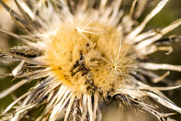 Carline Thistle Τον Απρίλιο Στη Γερμανία — Φωτογραφία Αρχείου