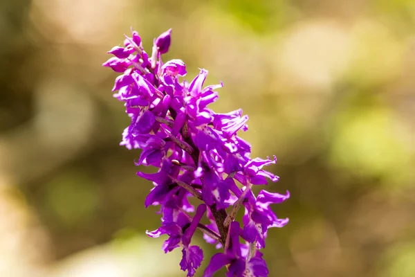 wild orchid in Germany in spring in a forest