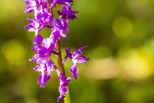 Wild Orchid Germany Spring Forest — Stock Photo, Image