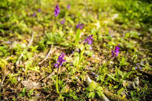 wild orchids in Germany in spring in a forest