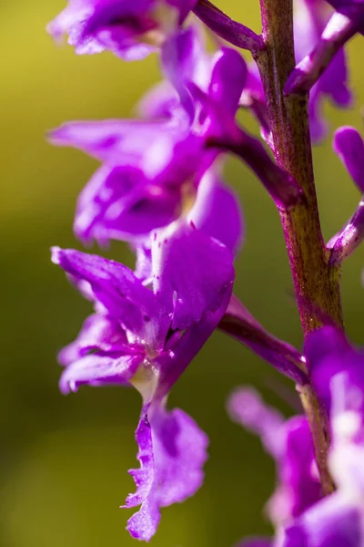 Wild Orchid Germany Spring Forest — Stock Photo, Image