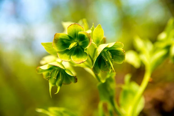 Blooming Hellebore Medicinal Herb Flower — Stock Photo, Image