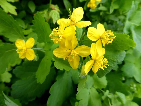 Celandine Chelidonium Majus Лекарственная Трава — стоковое фото