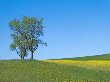 Çiçek açan tecavüz ve mavi gökyüzü ile çayırdaki ağaçlar 