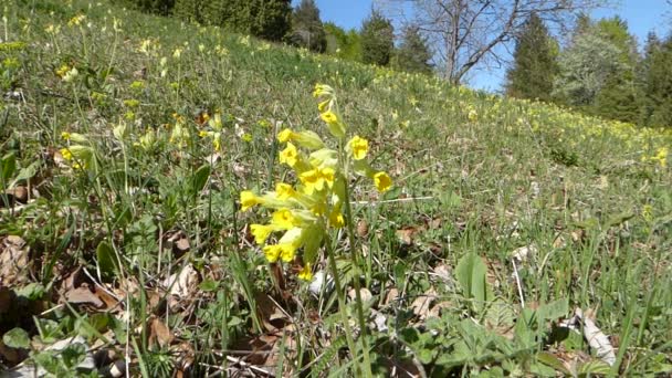 ドイツの春の牧草地で牛の滑り — ストック動画