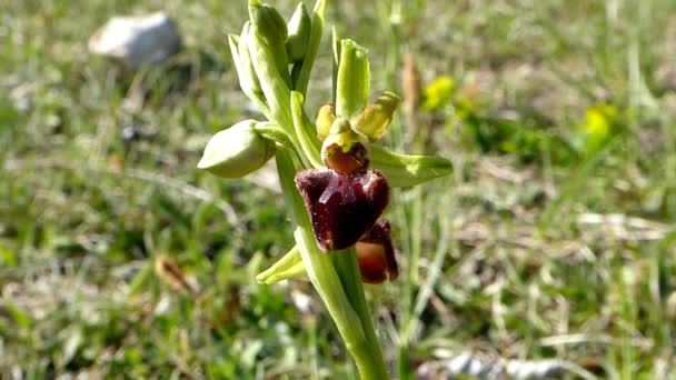 Vroege Spinorchidee Een Weiland Duitsland Het Voorjaar — Stockvideo