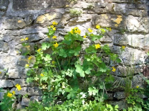 Celandine Chelidonium Majus Medicinal Herb Old City Wall — Stock Photo, Image