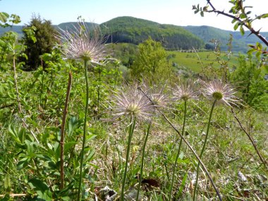 Almanya 'daki Swabian alblerinde tohumları olan pasque bir çiçek.