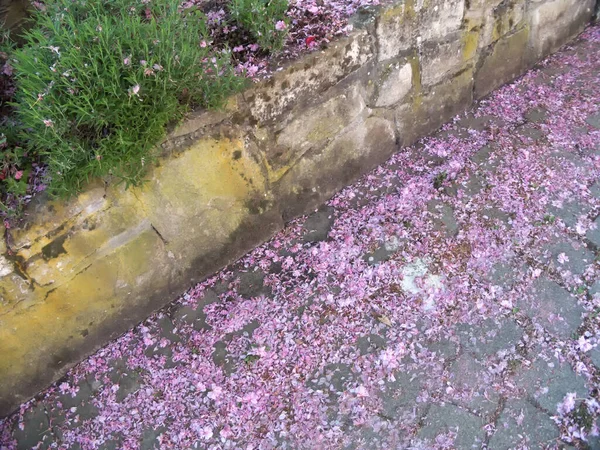 fallen pink flowers at an old city wall