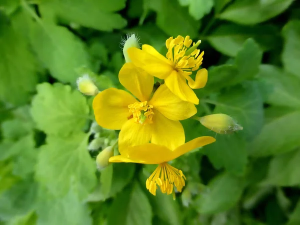 Celandine Chelidonium Majus Лекарственная Трава — стоковое фото