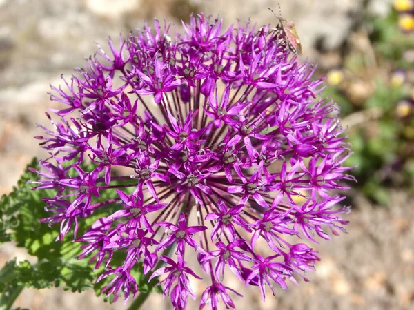 Dev Soğan Böcekli Çiçek — Stok fotoğraf
