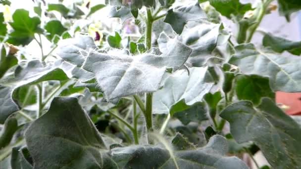 Henbane Amarelo Planta Medicina Com Flor — Vídeo de Stock