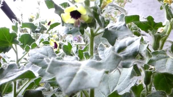 Henbane Amarelo Planta Medicina Com Flor — Vídeo de Stock
