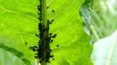 Yaprağın üzerindeki siyah bitler ve karıncalar