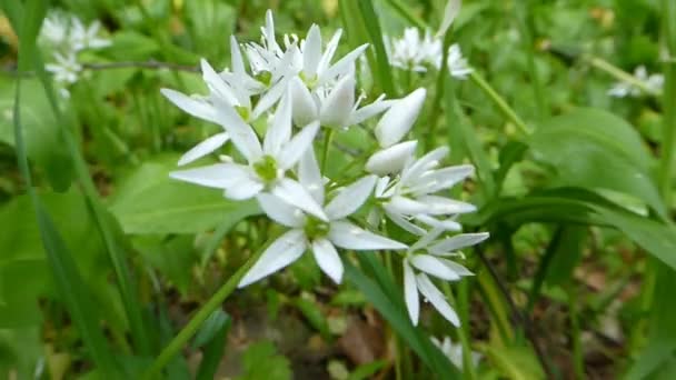 Fiore Aglio Selvatico Primavera Germania — Video Stock