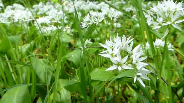 Vadon Termő Fokhagyma Virága Tavasszal Németországban — Stock videók
