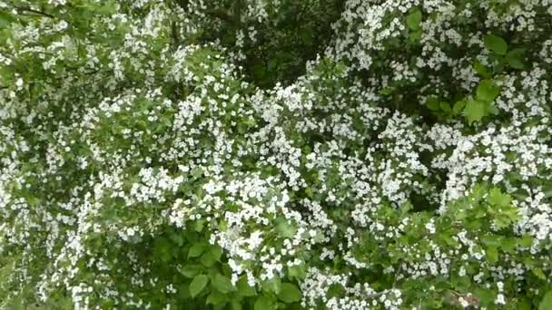 Hawthorn Blossom Medicinal Food Plant — Stock Video