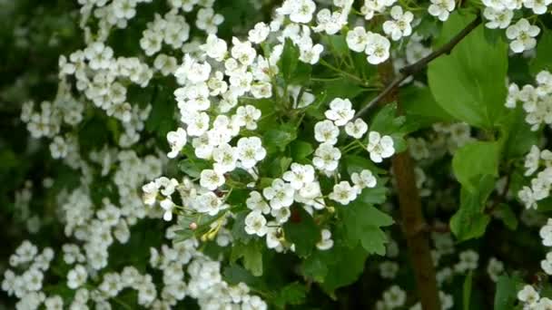 Hawthorn Blossom Medicinal Food Plant — Stock Video