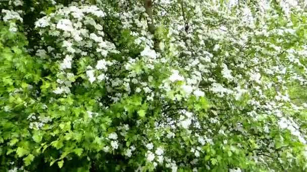 Hawthorn Blossom Medicinal Food Plant — Stock Video
