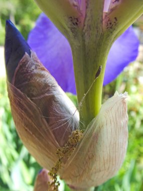 İris çiçeğinin üzerinde karahindiba tohumu