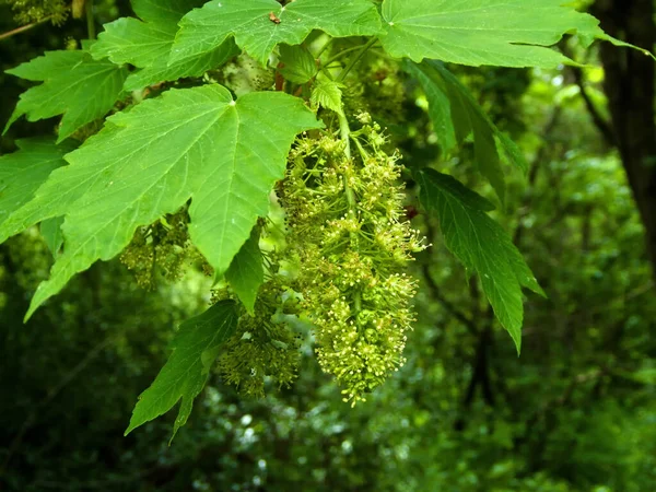 Lönnblomma Våren Tyskland — Stockfoto