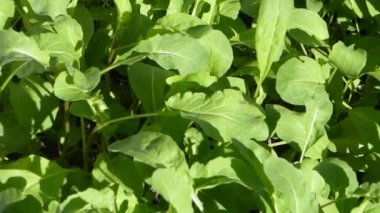 Arugula, baharda genç bitkiler