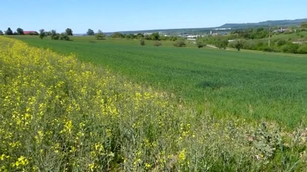 Violación Paisaje Alemania Con Campo Violación Zoom Una Sola Planta — Vídeos de Stock