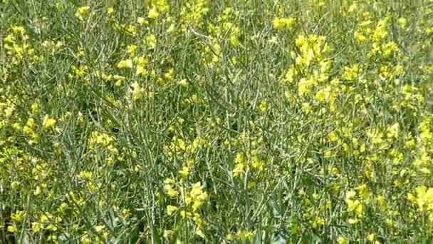 viol, gros plan et zoom arrière sur un paysage en Allemagne 