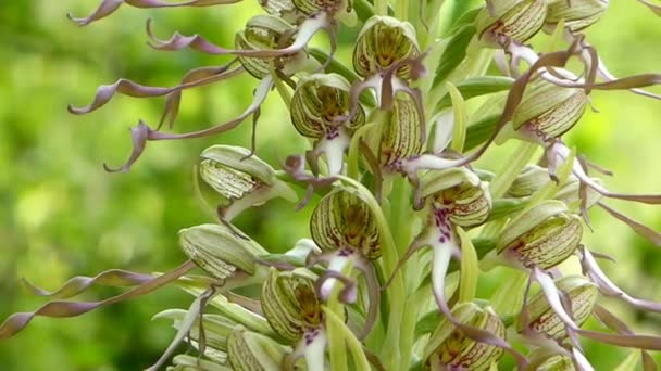 Gyík Orchidea Egy Réten Németországban Unesco Bioszféra Rezervátum Schwaebische Alb — Stock videók