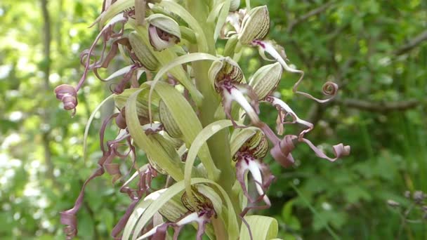 Eidechsenorchidee Auf Einer Wiese Unesco Biosphärenreservat Schwäbische Alb — Stockvideo