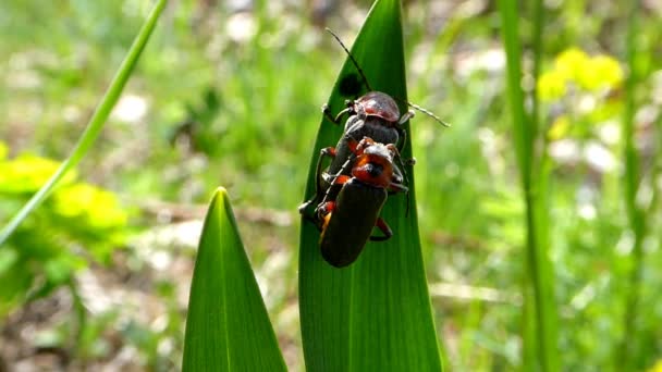 Czerwono Brązowy Chrząszcz Longhorn Podczas Rozmnażania Wiosną Niemczech — Wideo stockowe