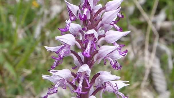 Orchidea Militare Fiore Selvatico Germania — Video Stock