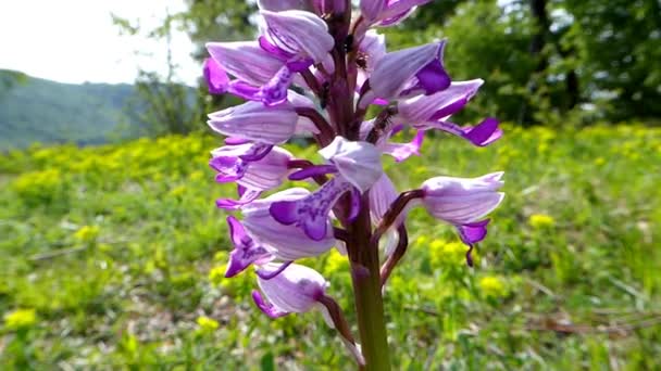 Military Orchid Wildflower Germany — Stock Video