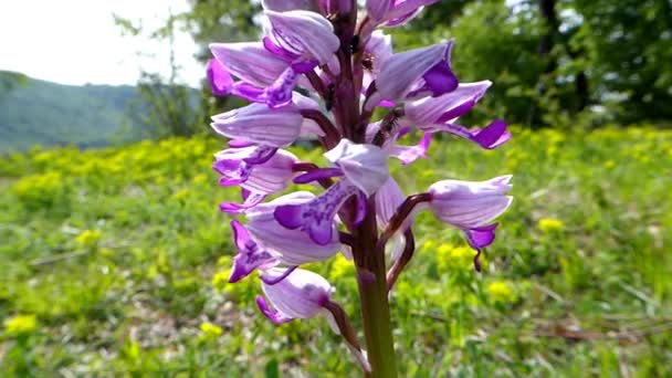 Orchidea Militare Fiore Selvatico Germania — Video Stock