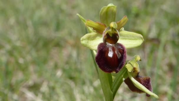 Vroege Spinorchidee Een Weiland Duitsland Het Voorjaar — Stockvideo